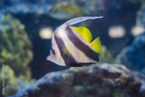 Longfin banner fish