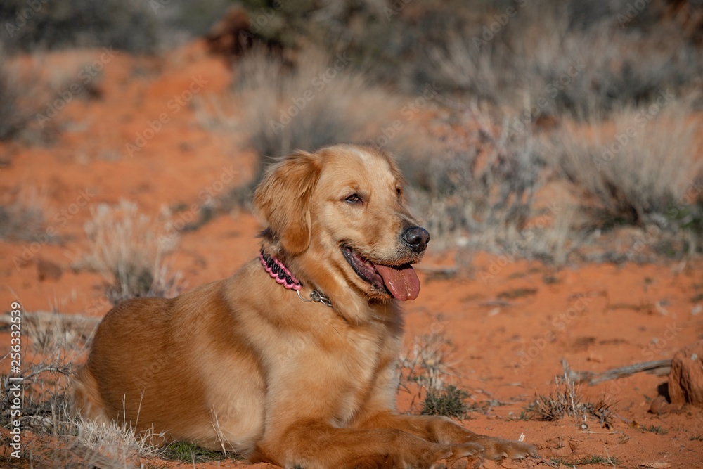 Obraz premium Beautiful Golden Retriever Family Dog