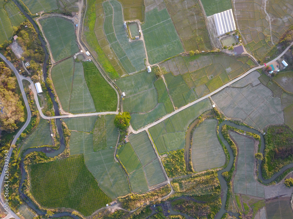 Obraz premium Aerial view of thailand rice field, drone shot