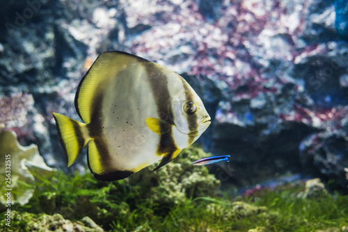 Circular batfish