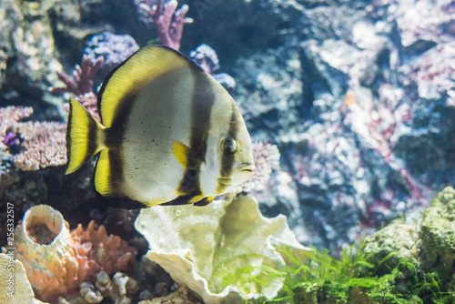 Circular batfish
