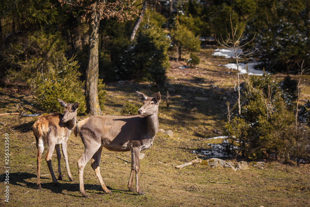 Two young roe deer in a snowy forest Two young roe deer in a snowy forest