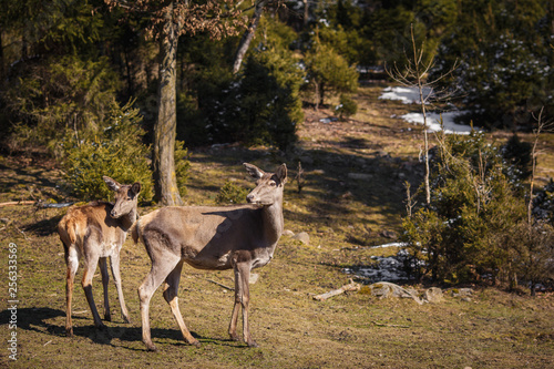 Fototapeta Naklejka Na Ścianę i Meble -  Two young roe deer in a snowy forest