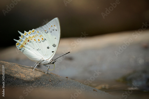 Butterfly,The Jewelled Nawab..Polyura delphis Doubleday photo