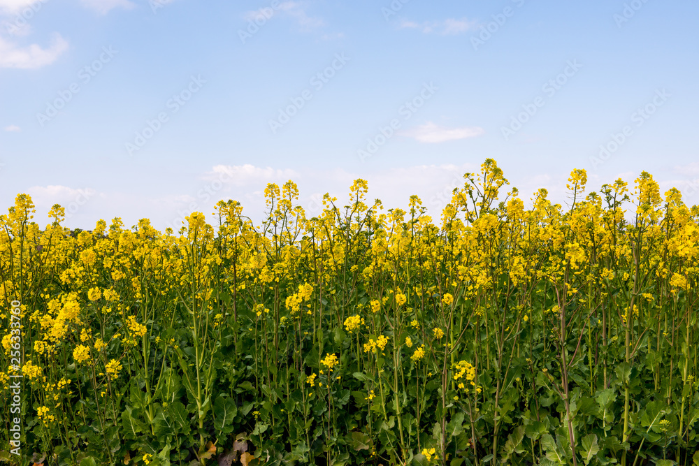 長崎鼻の菜の花