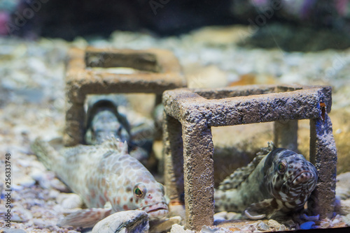 Grouper fish
