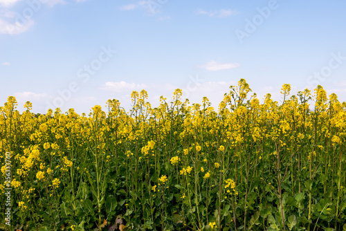 長崎鼻の菜の花