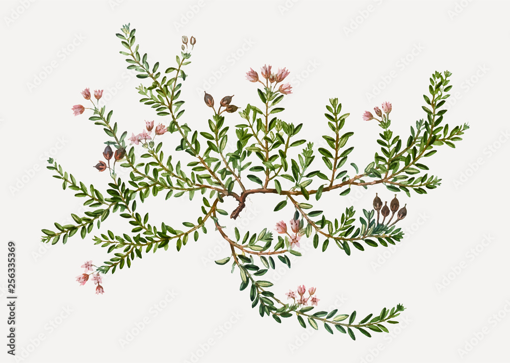 Flowering Alpine Azalea
