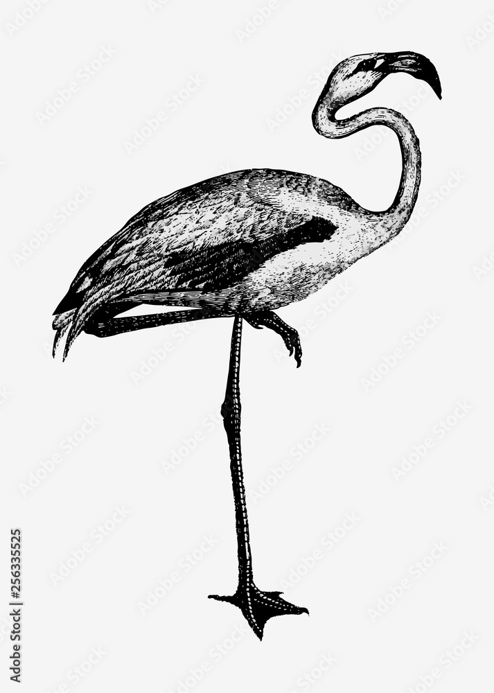 Flamingo shade drawing