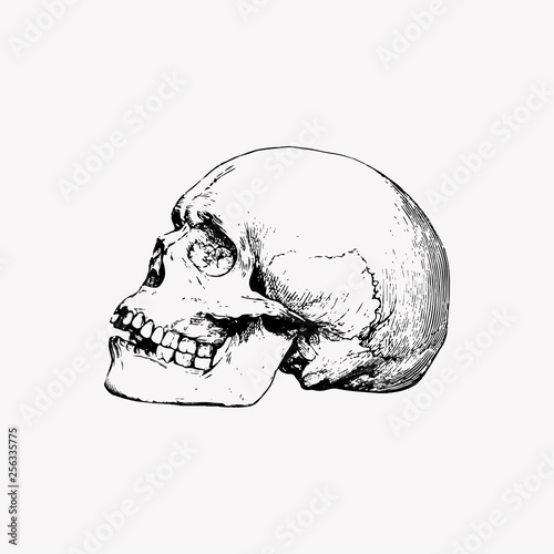 Skull in vintage style