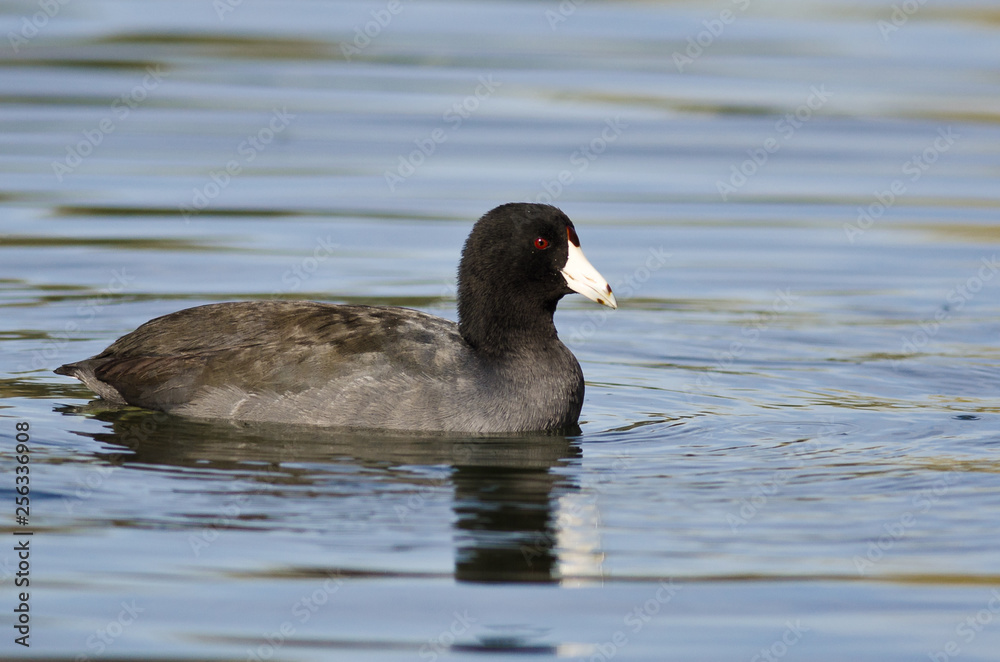 American Coot Resting on the Still Water American Coot Resting on the Still Water