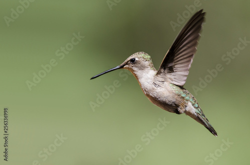 Black-Chinned Hummingbird Hovering in Flight Deep in the Forest