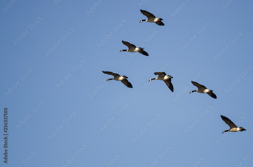 Fototapeta premium Flock of Canada Geese Flying in a Blue Sky