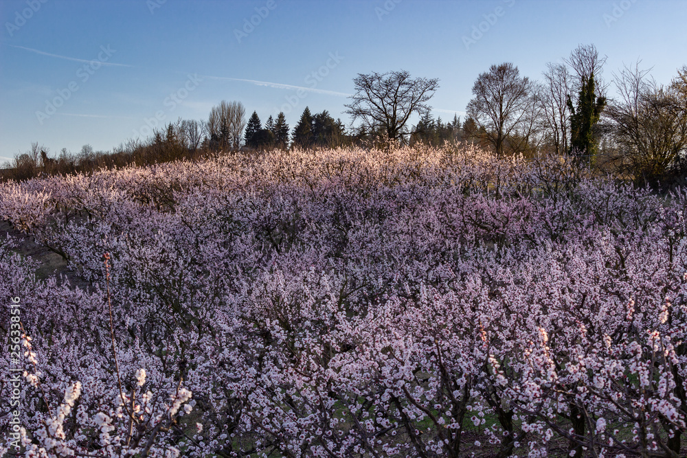 Wonderful spring flowering of an apricot orchard at sunset. Monferrato hills, Piedmont, Italy. Wonderful spring flowering of an apricot orchard at sunset. Monferrato hills, Piedmont, Italy.