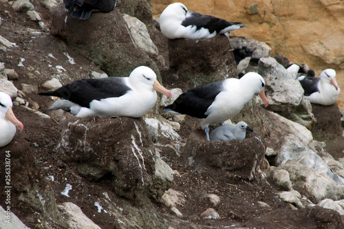 Photos New Island Falkland Islands, Black-brow albatross on nests in rookery