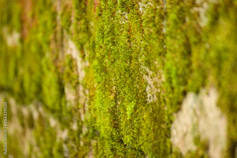 Green moss on the concrete wall Green moss on the concrete wall