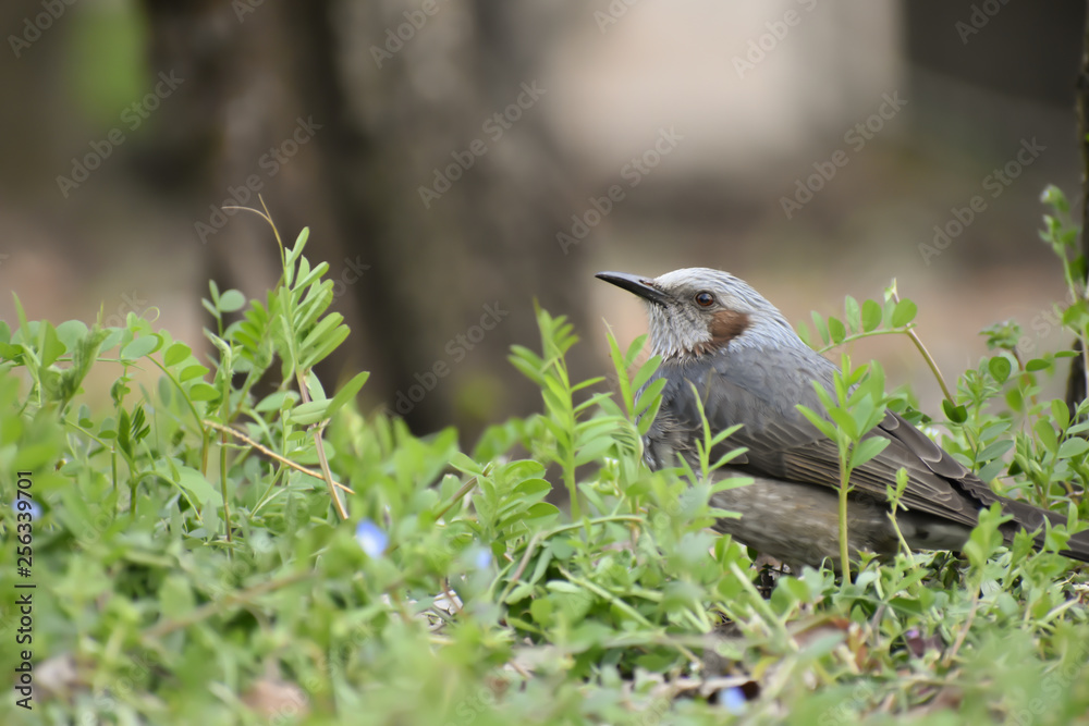 Fototapeta premium Cute bird, Bulbul in Japan (147)