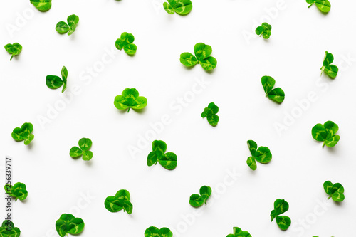 Fresh clover leaves lying on white background. Flat lay. Top view.