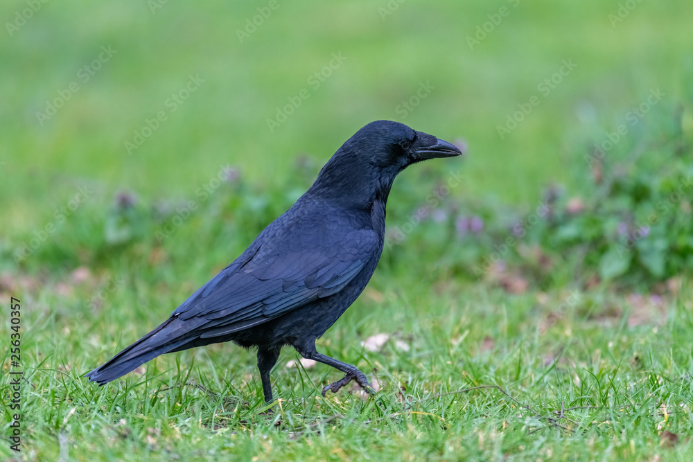 Carrion crow (Corvus corone) Carrion crow (Corvus corone)