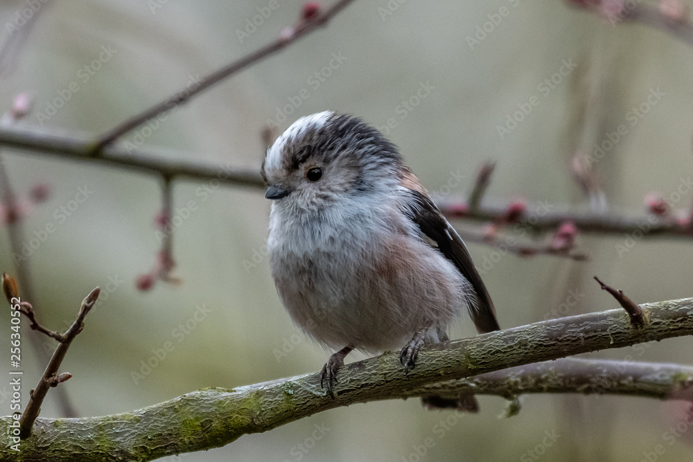 Obraz premium Long-tailed tit (Aegithalos caudatus)