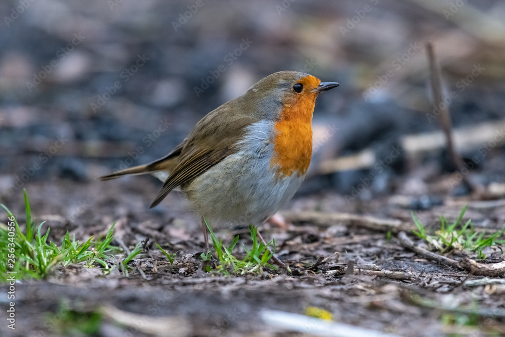 European robin (Erithacus rubecula) European robin (Erithacus rubecula)