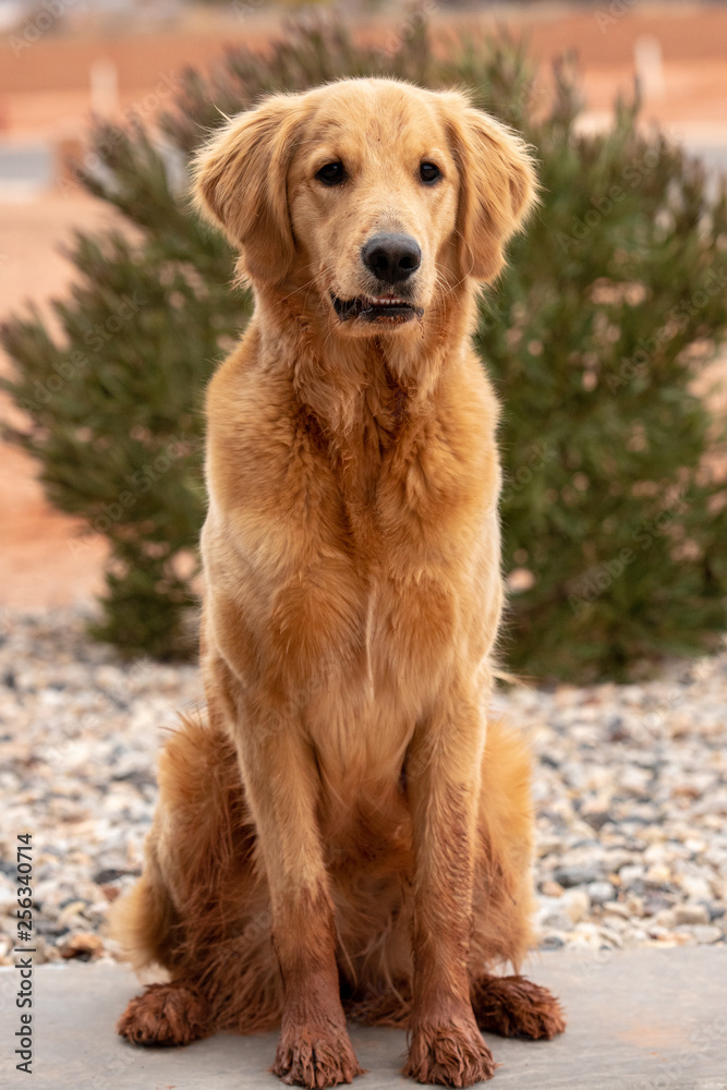 Beautiful Golden Retriever Family Dog