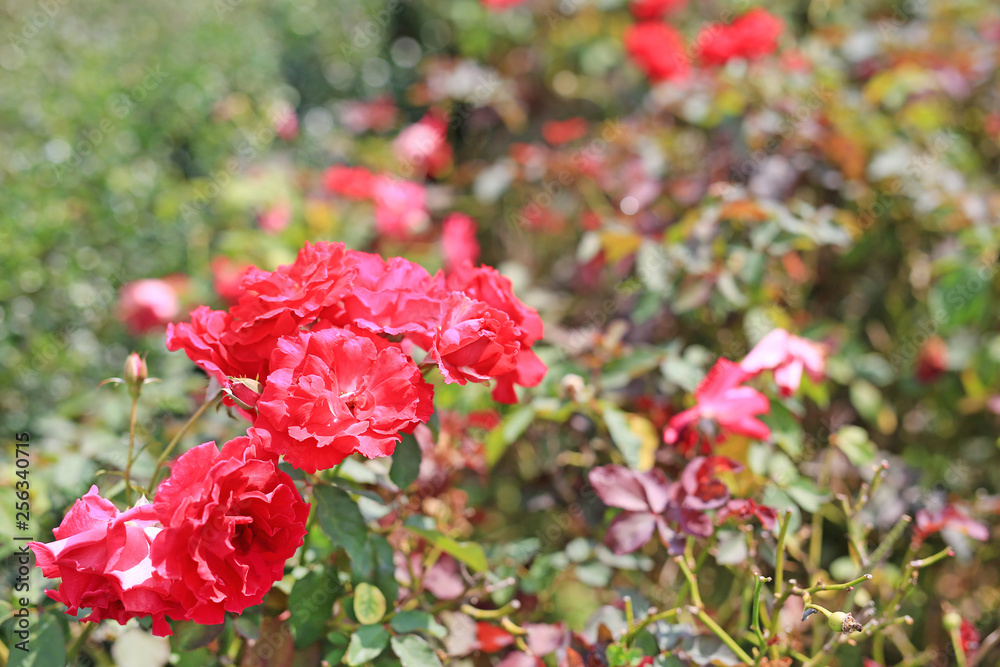 Beautiful red roses flower in the garden. Beautiful red roses flower in the garden.