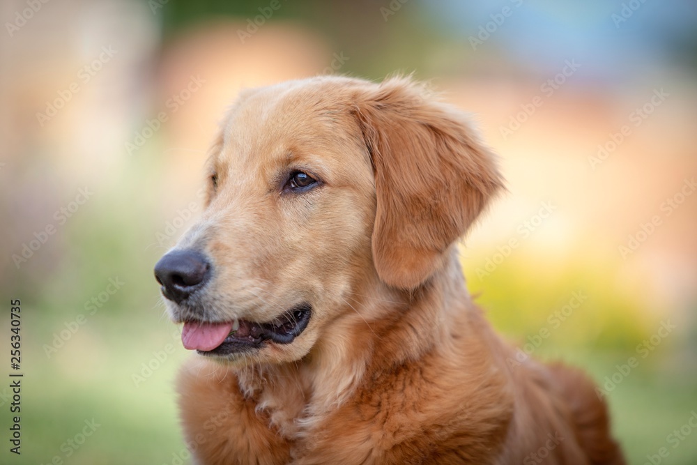 Beautiful Golden Retriever Family Dog