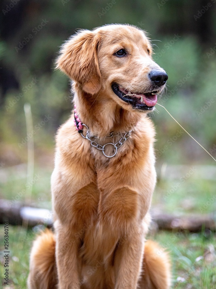 Beautiful Golden Retriever Family Dog Beautiful Golden Retriever Family Dog