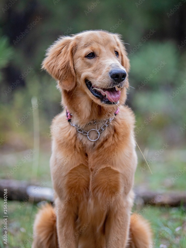 Beautiful Golden Retriever Family Dog