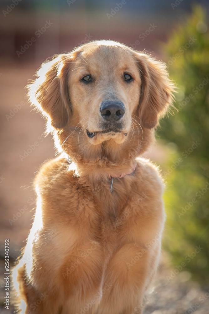 Beautiful Golden Retriever Family Dog
