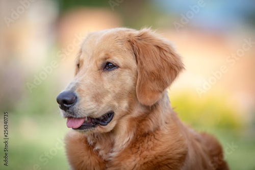 Beautiful Golden Retriever Family Dog