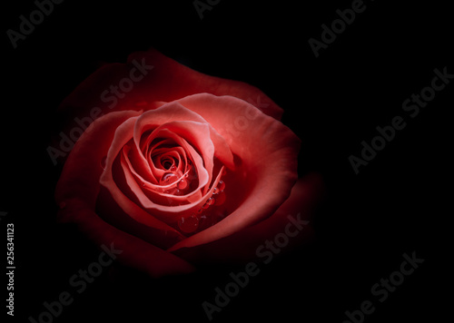 Beautiful Single Rose with Waterdrops on Black Background  Vintage style