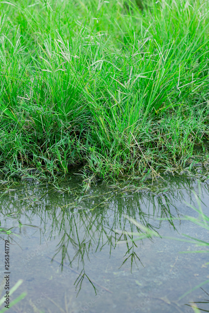 Fototapeta premium beautiful mirror of grass at stagnant water, Round Galingale, Cyperus rotundus