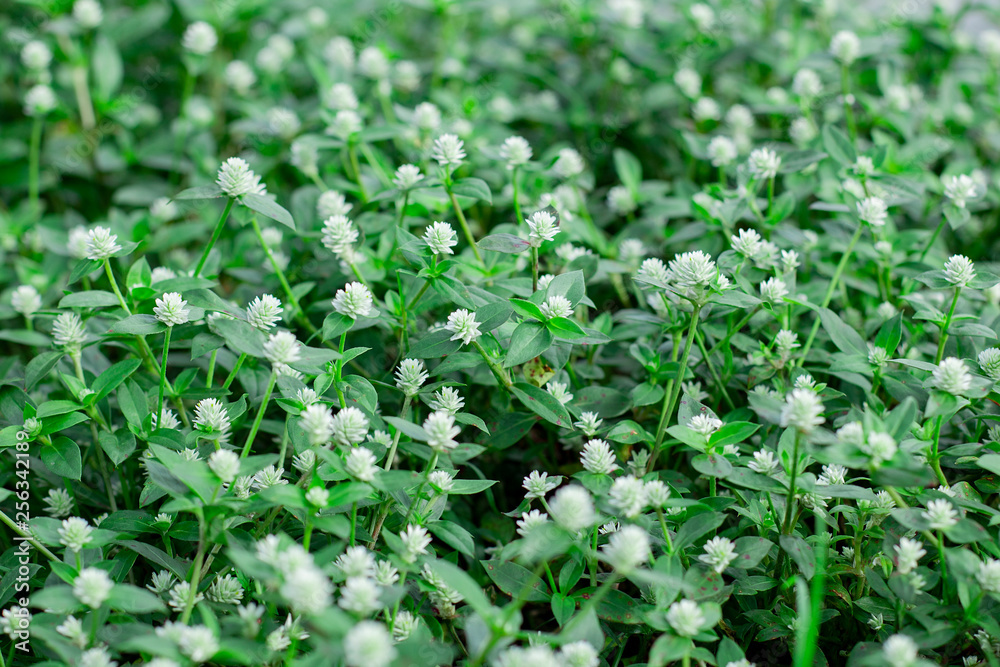 beautiful flower of Prostrate Globe-Amaranth beautiful flower of Prostrate Globe-Amaranth