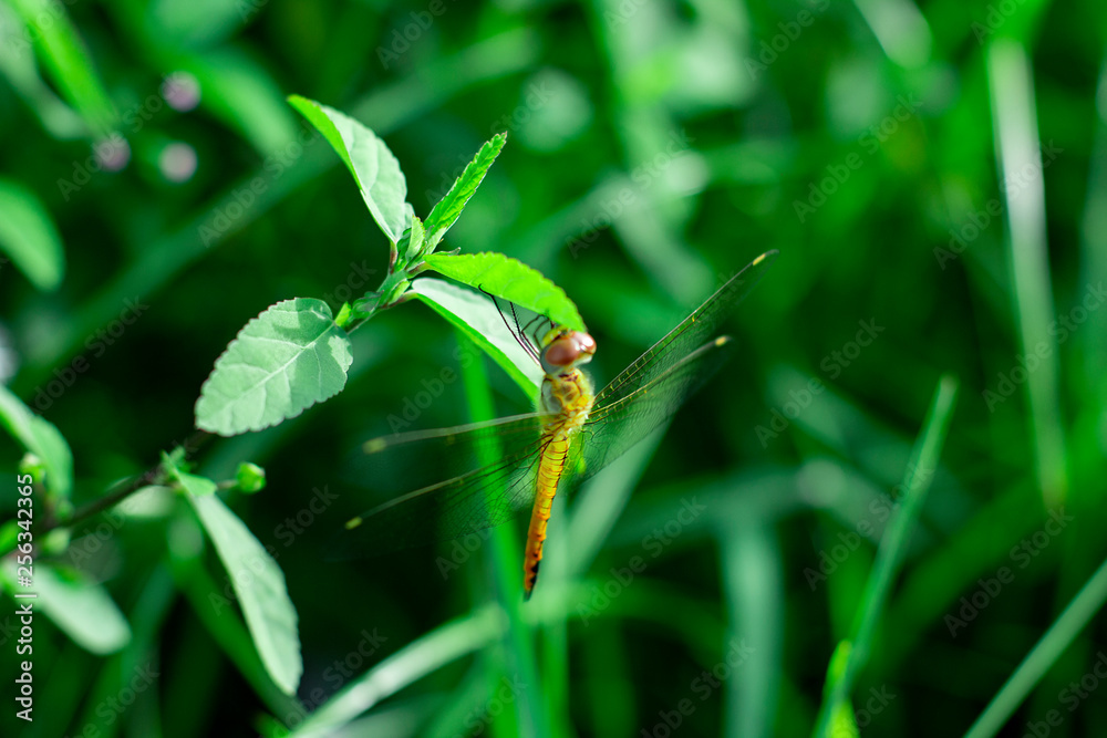 Fototapeta premium beautiful orange dragonfly perched on the branch