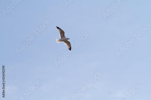 seagull flying in the blue sky