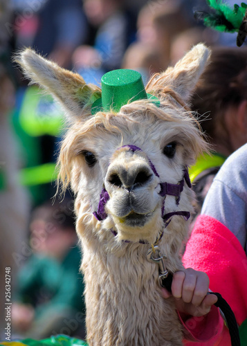 portrait of an alpaca