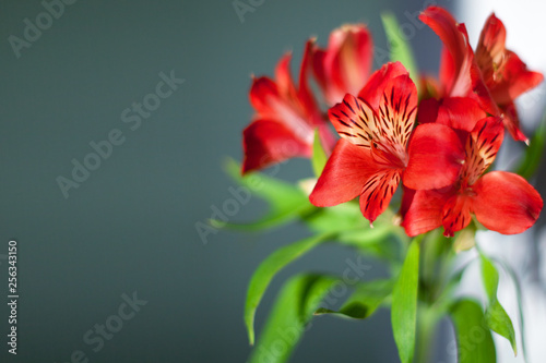 Red alstroemeria flowers with green leaves on gray background close up, bright pink lily flower bunch for decorative holiday poster, red lilies floral arrangement for greeting card design, copy space © Vera NewSib