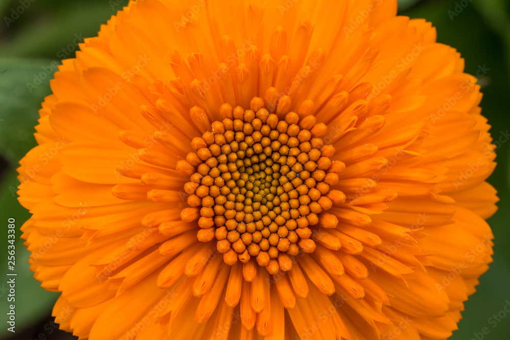 Macro shot of Orange flower on green background Macro shot of Orange flower on green background