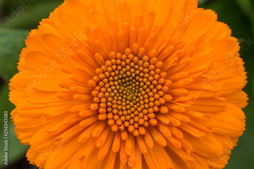 Macro shot of Orange flower on green background