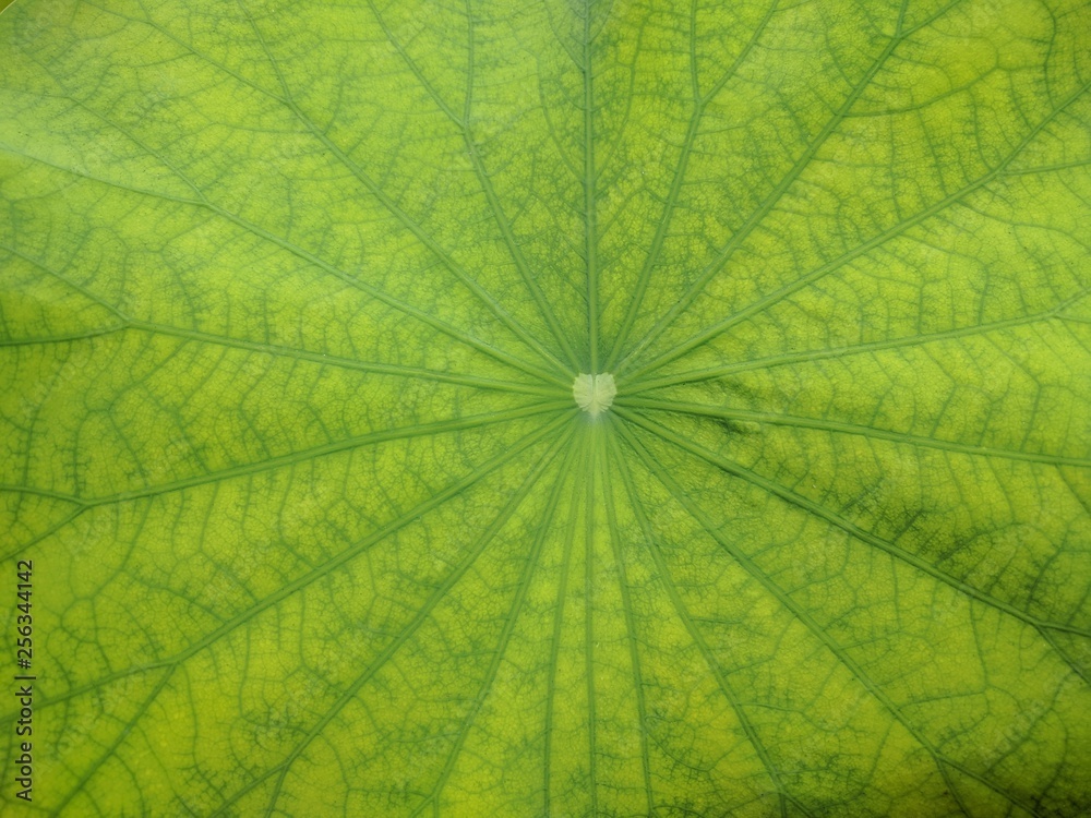 Close up of yellow green leaves of a lotus plant with dark green venation (Nelumbo nucifera) Close up of yellow green leaves of a lotus plant with dark green venation (Nelumbo nucifera)