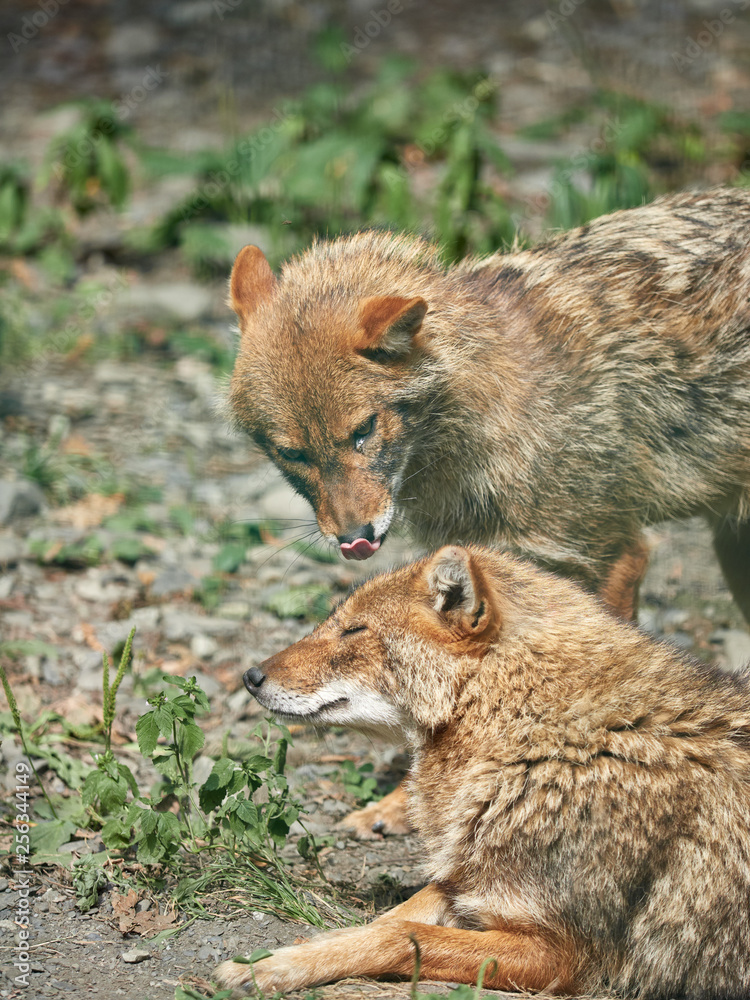 Fototapeta premium Two jackals resting on rocky ground on a summer day. Golden jackal Canis aureus