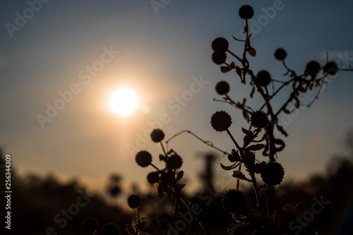 silhouette of a tree at sunset