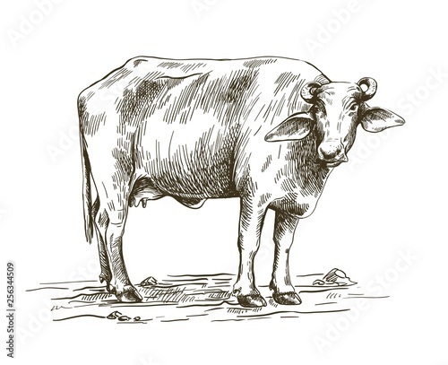 drawing of a buffalo standing on the ground