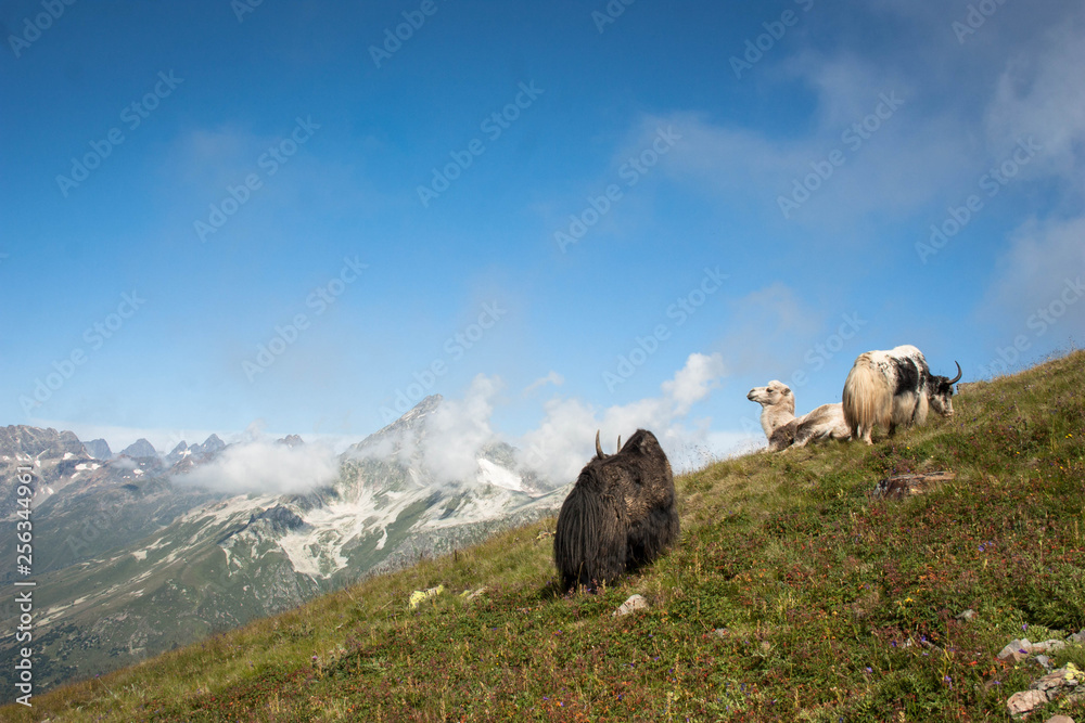 Fototapeta premium Mountain Bull and Mountain Camel rest and graze on a grassy slope on a sunny day on the Caucasus Mountains, above the clouds