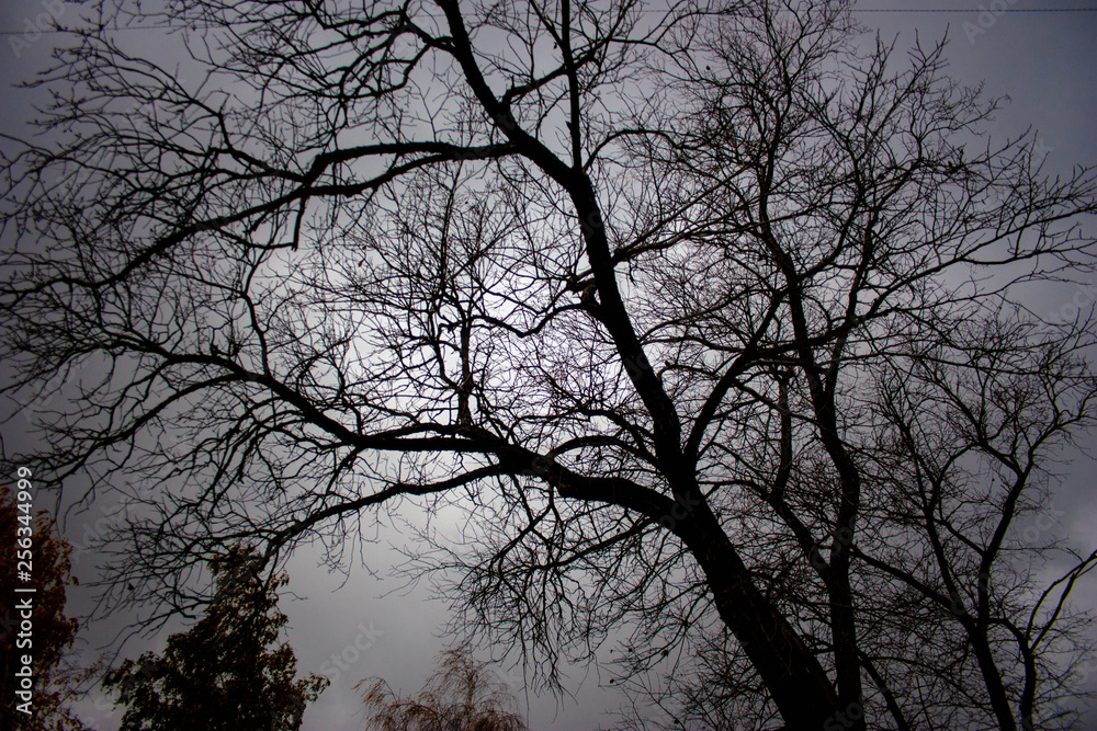a network of black branches on a moonlit night in the park a network of black branches on a moonlit night in the park