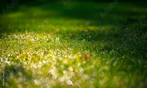 A drop of water on the grass close up. Natural blurred green background. For texture, background. Nature.