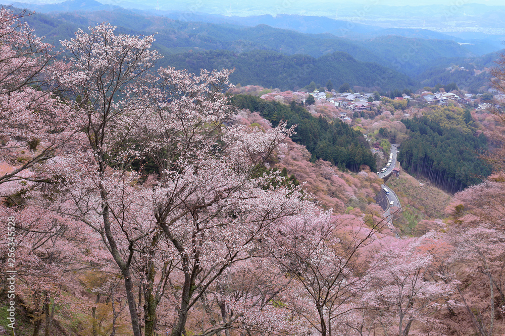 奈良-吉野山千本桜