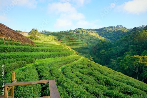 Green Tea field with the sun shining on blue sky and cloud as a background in the morning at Thailand  Ecological Concept